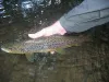 User submitted picture: A 17 inch (43cm) River Ed...